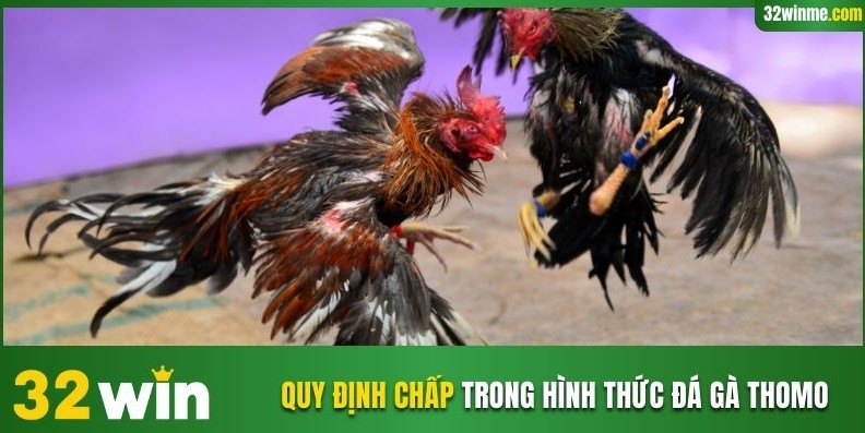 Quy định chấp trong hình thức đá gà Thomo